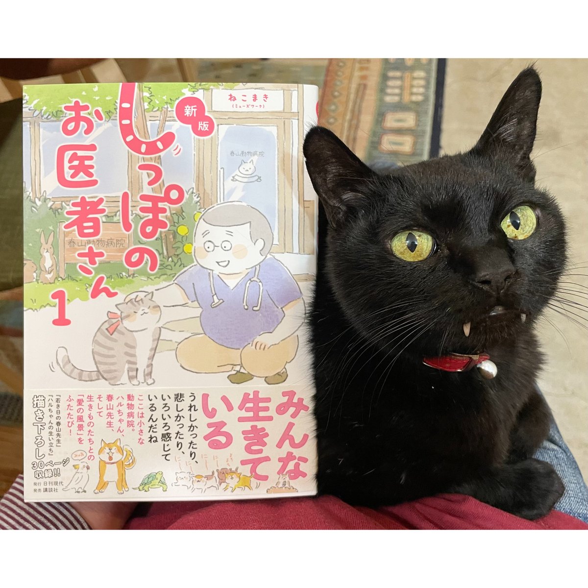 新版 しっぽのお医者さん (1～4巻） | Cat's Meow Books Virtual