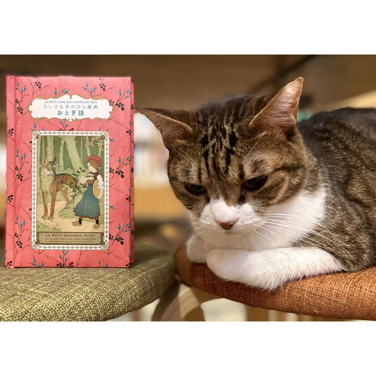 LE PETIT LIVRE DES CHATS ちいさな手のひら事典 ねこ ちいさな手のひら事典 子ねこ -の商品詳細 | 蔦屋書店オンライン