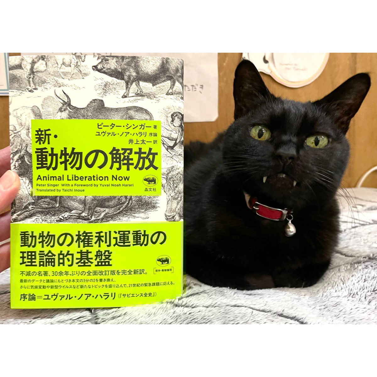 動物の解放 | Cat's Meow Books Virtual Shop β