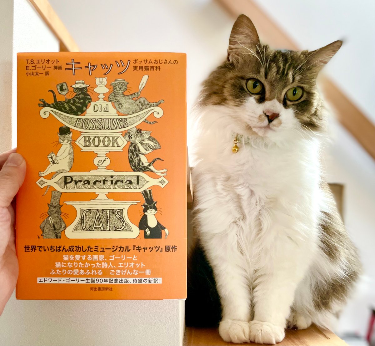 キャッツ　ポッサムおじさんの実用猫百科　Cat's　Virtual　Meow　Books　...