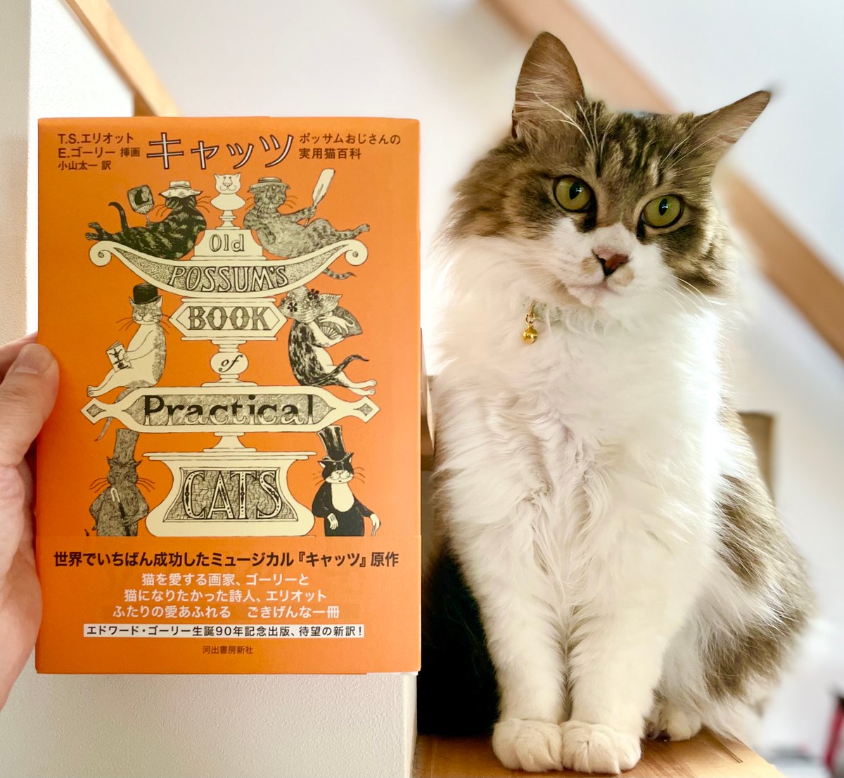 キャッツ ポッサムおじさんの実用猫百科 | Cat