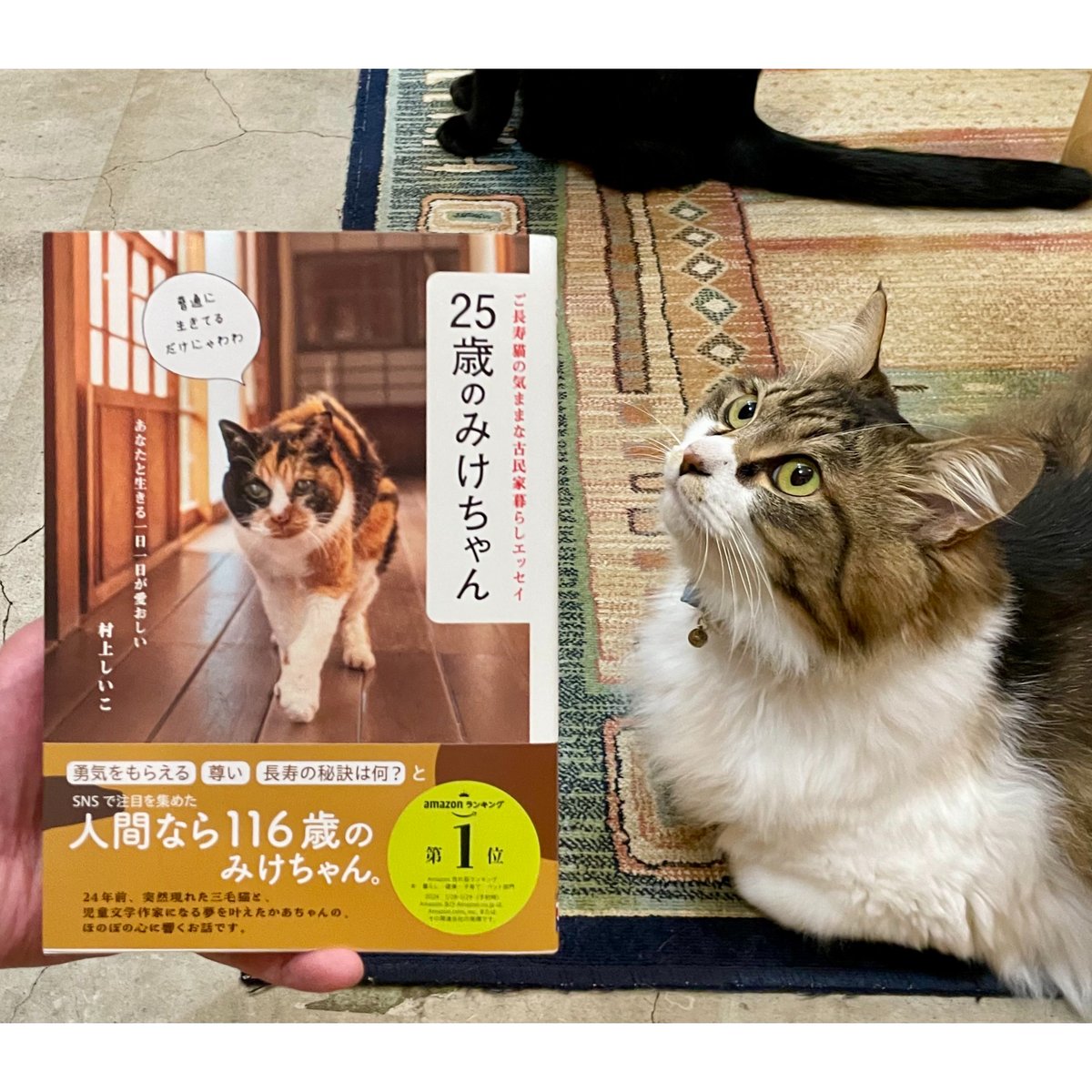 ほのぼのねこさん専用 ニャンコ_ほのぼの_183の記事