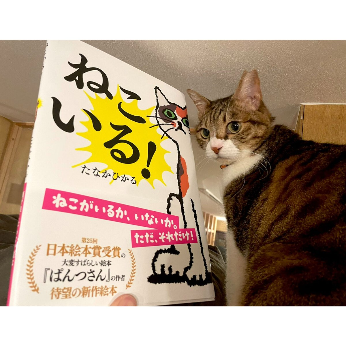 ねこいる！ | Cat's Meow Books Virtual Shop β