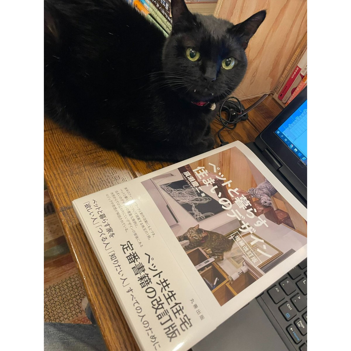 Virtu...　Meow　Books　ペットと暮らす住まいのデザイン【増補改訂版】　Cat's