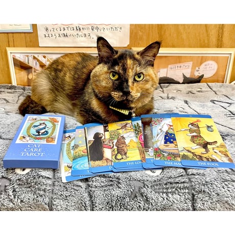 CATEGORY 限定に弱いニンゲン向け | Cat's Meow Books Virtual