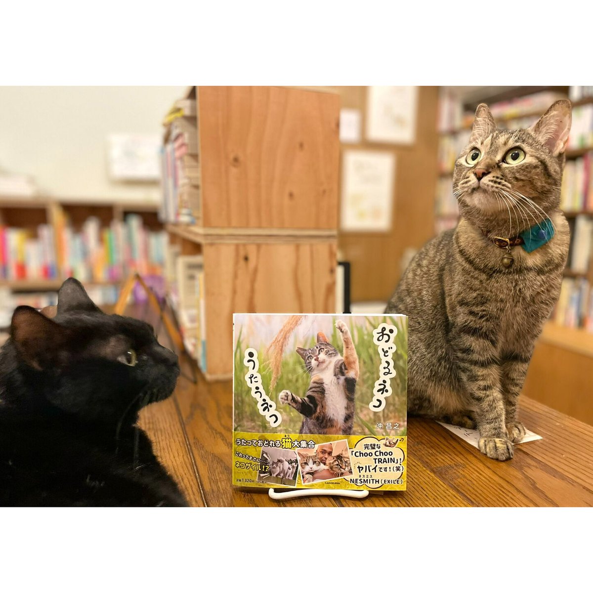 おどるネコ　β　Virtual　Cat's　うたうネコ　Books　Meow　Shop