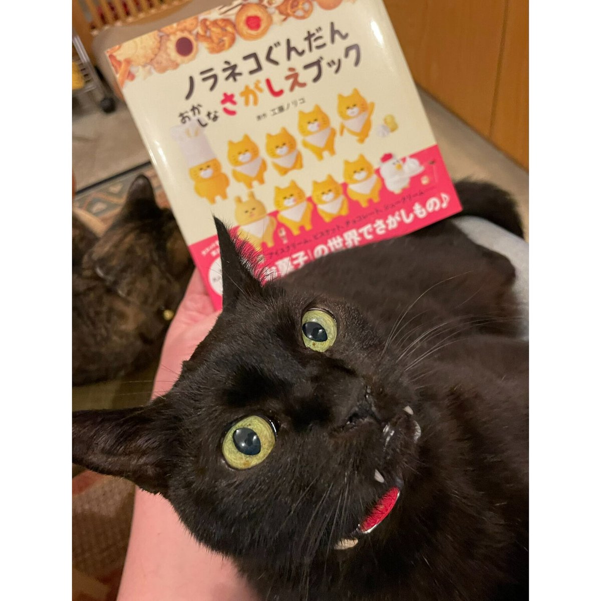 ノラネコぐんだん おかしなさがしえブック | Cat's Meow Books Virtual...