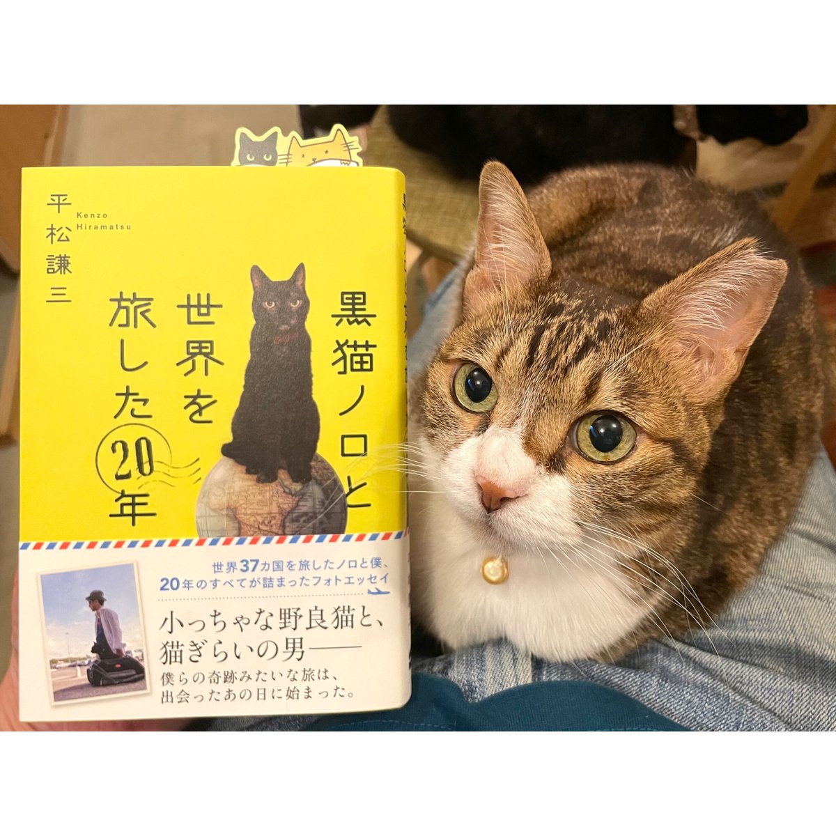 黒猫　世界の歴史 魅惑の黒猫 知られざる歴史とエピソード | ナタリー・セメニーク