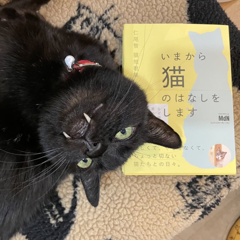 仁尾智 猫短歌集 いまから猫のはなしをします | Cat's Meow Books Virtu