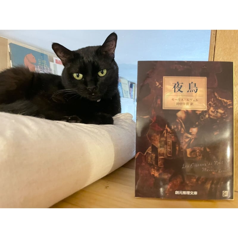 夜鳥 | Cat