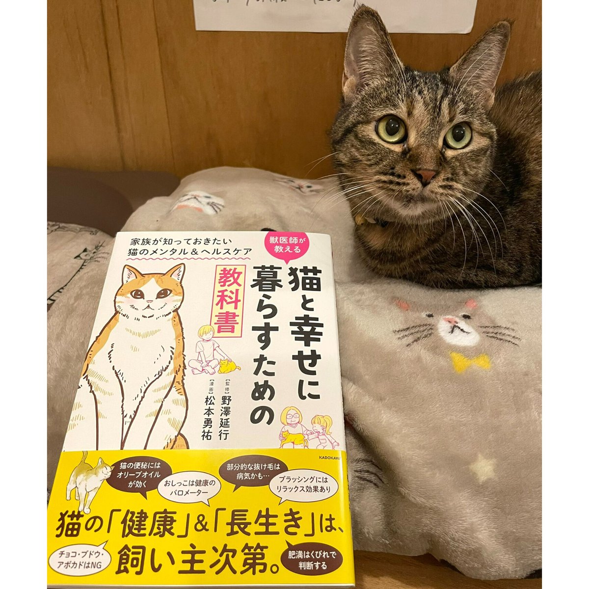 猫のための家庭の医学／野澤延行