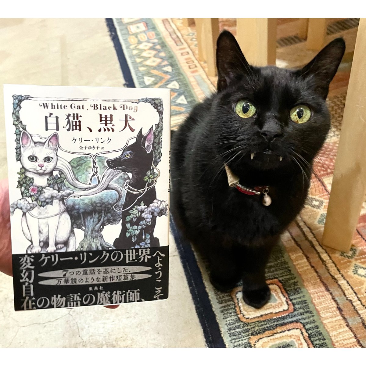 白猫、黒犬 | Cat's Meow Books Virtual Shop β
