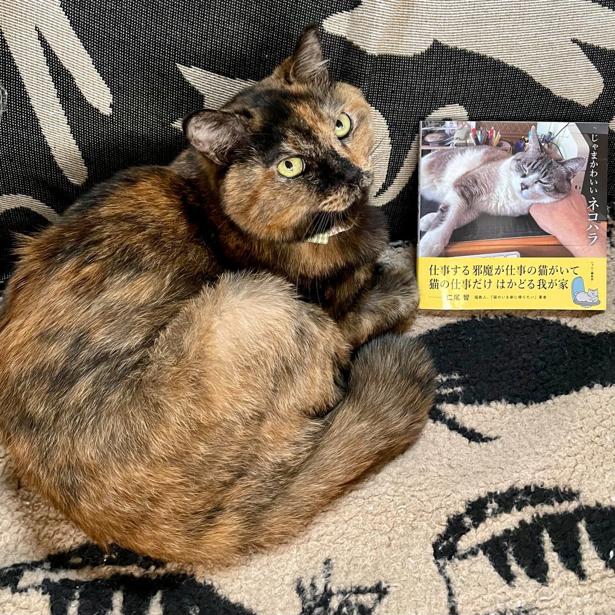 じゃまかわいいネコハラ | Cat