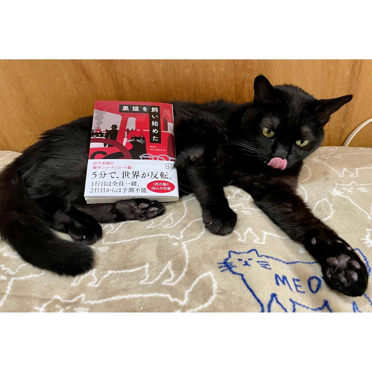 黒猫 ページ‍ 黒猫を飼い始めた | Cat's Meow Books Virtual Shop β