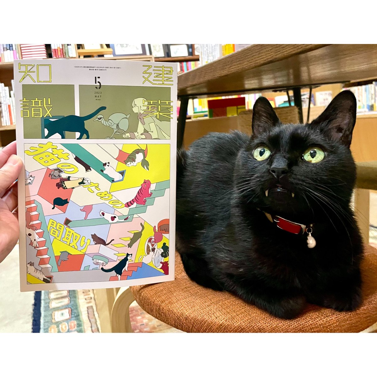 建築知識 2023年5月号 | Cat's Meow Books Virtual Shop β