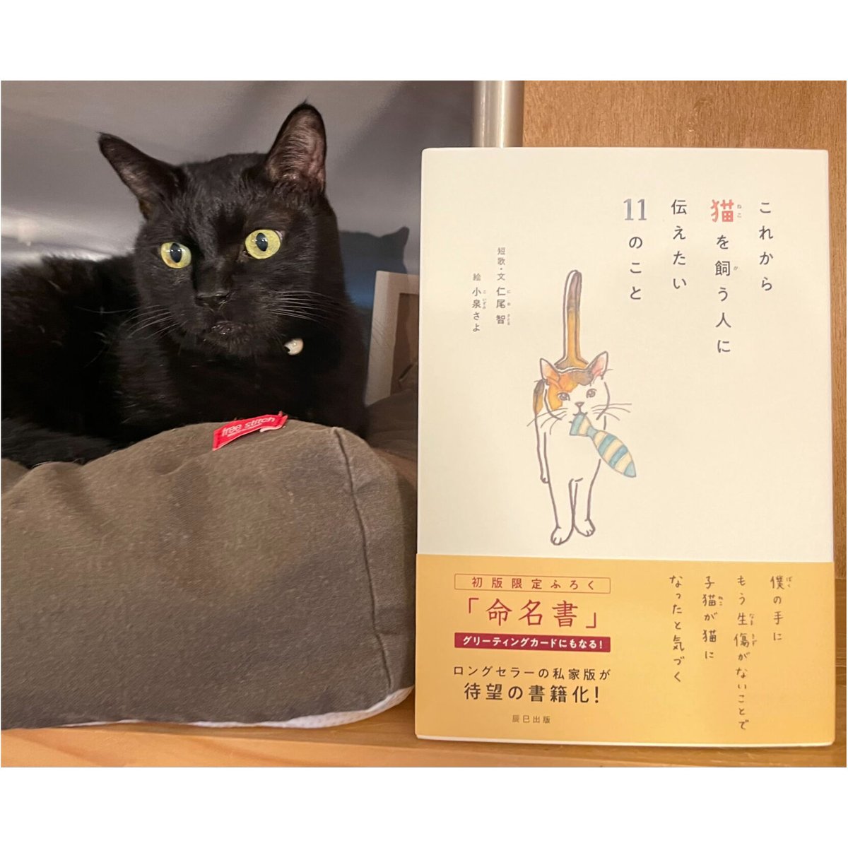 これから猫を飼う人に伝えたい11のこと | Cat's Meow Books これから猫を飼う人に伝えたい11のこと | Cat's Meow Books