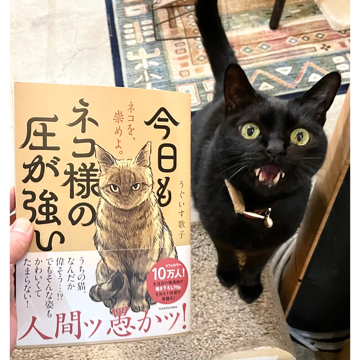 今日もネコ様の圧が強い | Cat 