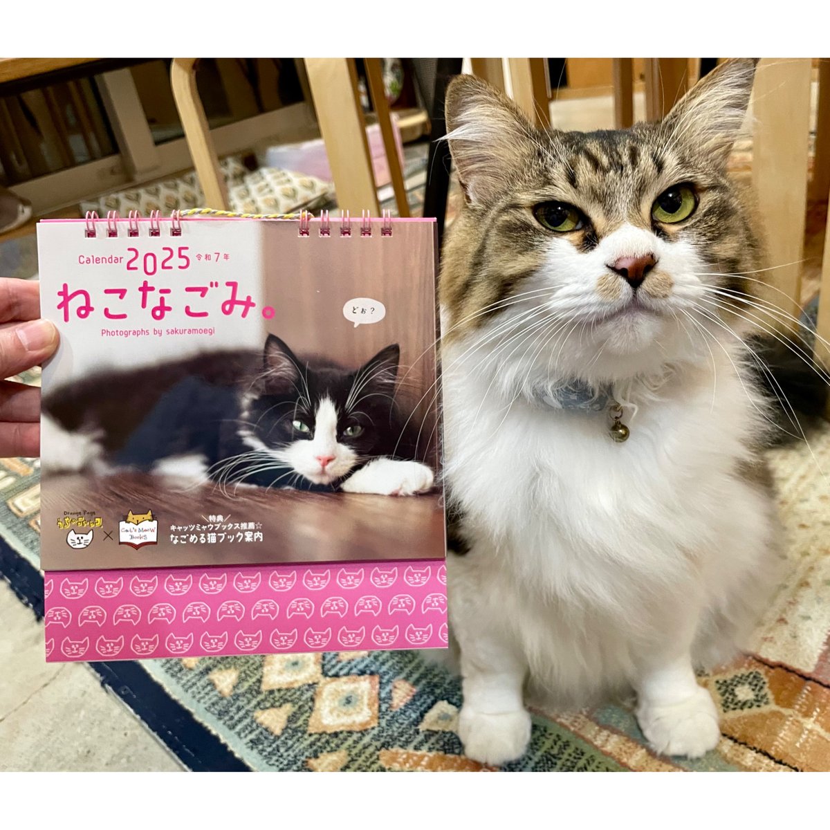 キャッツポウ当時物カレンダー キャッツポウ当時物カレンダー