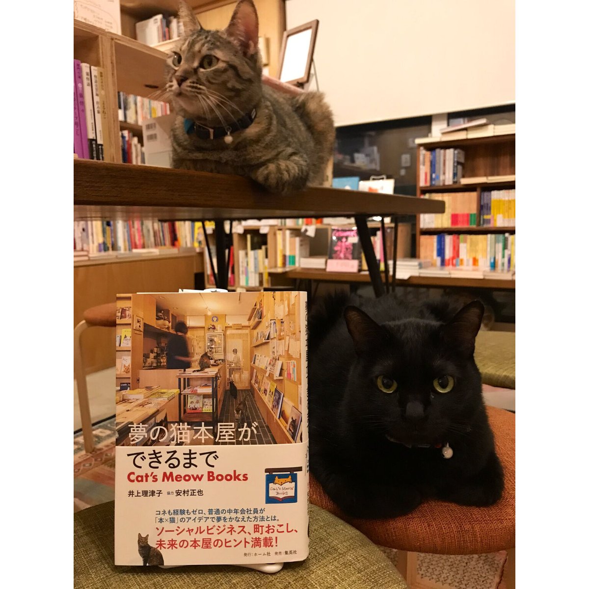 MAX MEOW! シリーズ全5冊セット Woody Prime Boxツゲ材 収納キャビネット | 高級感と耐久性を兼ね備え