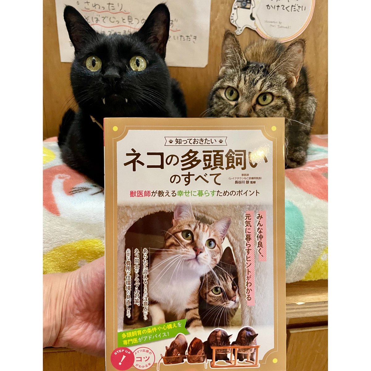 猫*様 A43 本当に将来が楽しみな　グラキリス実生　多枝　多分岐　多頭　鉢のま Amazon.co.jp: パキポディウム グラキリス 短枝 手乗り 発根済み