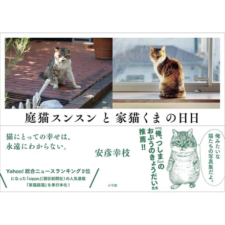 庭猫スンスンと家猫くまの日日