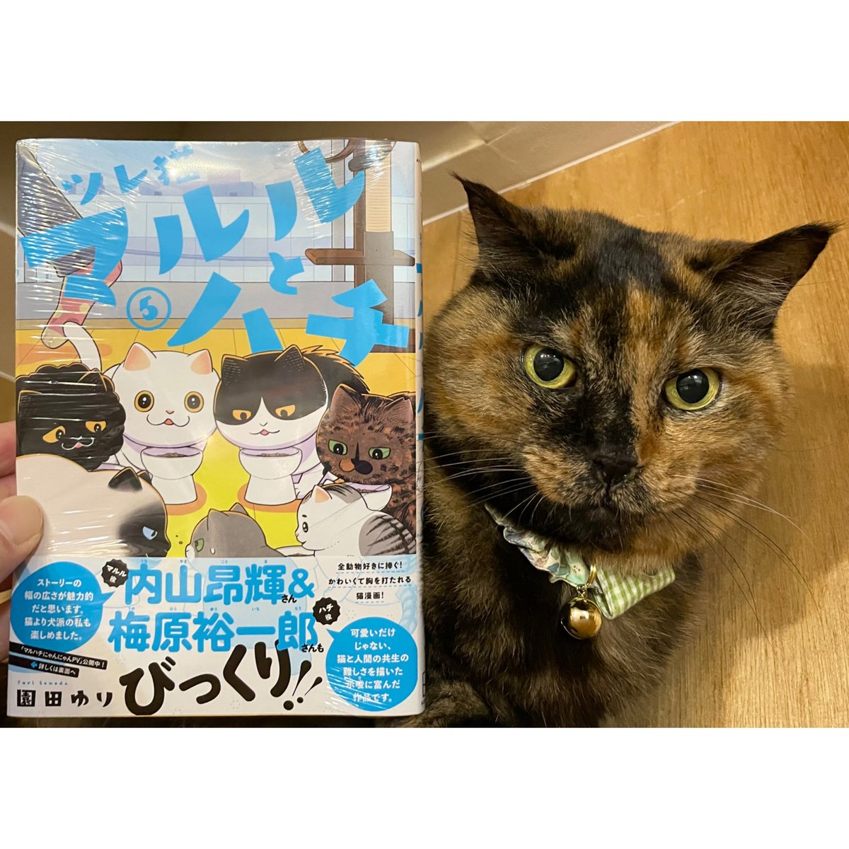 じゅん　ツレ猫 マルルとハチ(6) Amazon.co.jp: ツレ猫 マルルとハチ(6) (アフタヌーンKC) : 園田