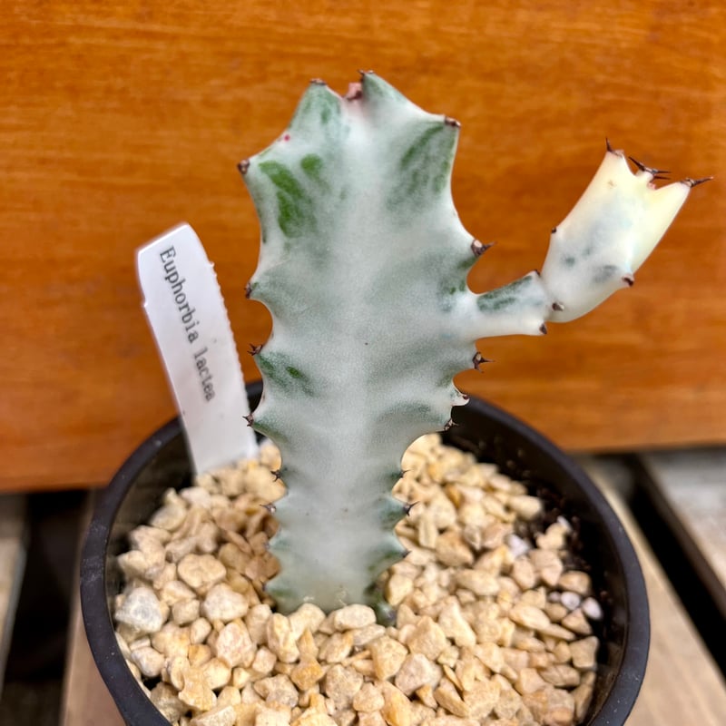 多肉植物 ホワイトゴースト 抜き苗 申し込み