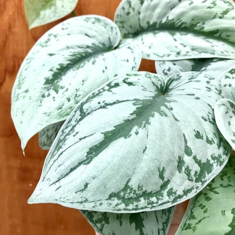 スキンダプサス　『ピクタス』　【4号】　インテリア　観葉植物　ツル性　オシャレ　かっこいい　ギフト