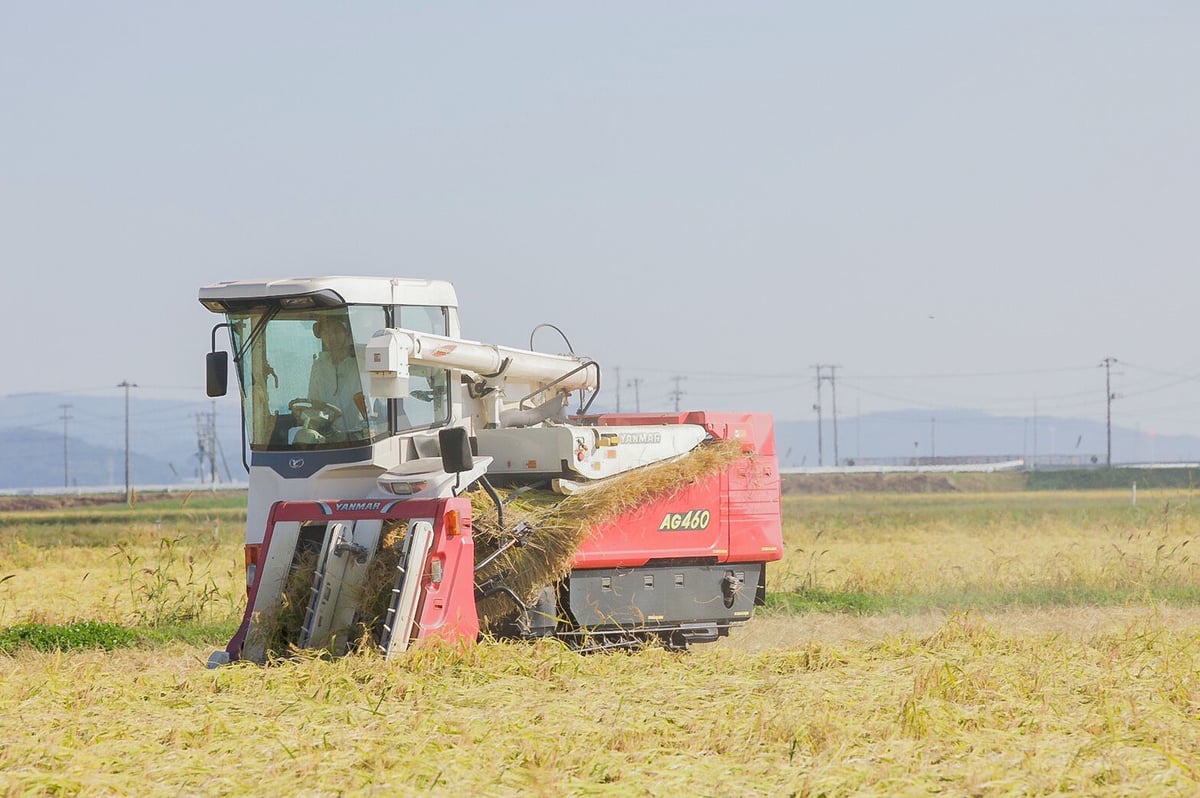 【令和６年産】想いを込めた\"幻\"のお米 ササシグレ 25kg玄米 令和6年産】想いを込めた