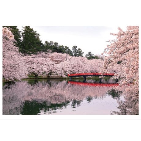 【弘前公園桜シリーズ】ポストカード「幻となった100回目のさくらまつり～それでも桜は咲き誇る～」