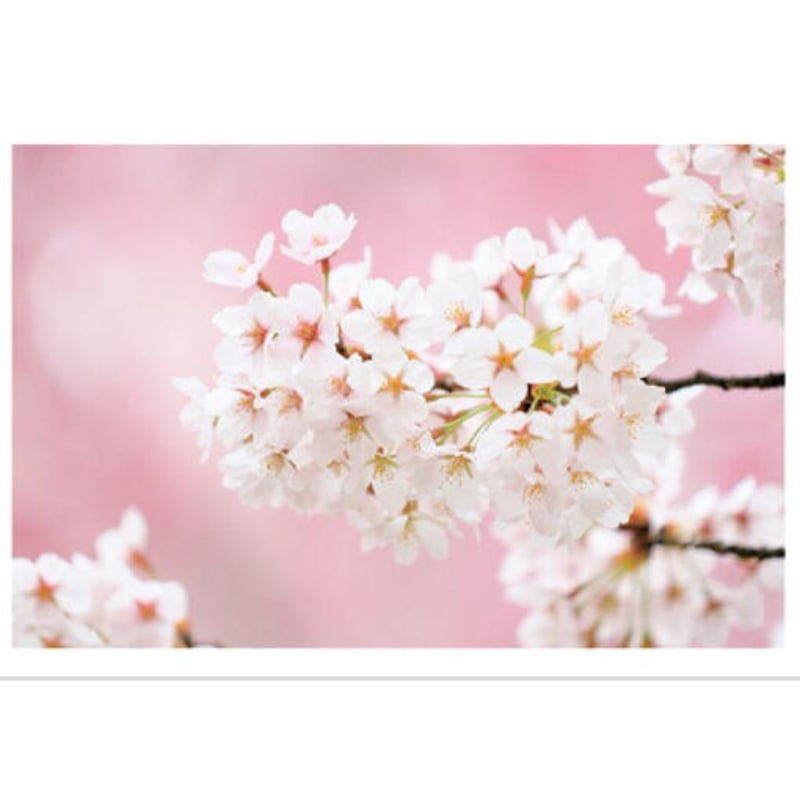 弘前公園桜シリーズ】ポストカード「幻となった100回目のさくらまつり