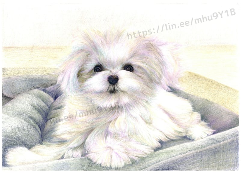 犬、マルチーズ、A4 | 写真を越える?色鉛筆画 犬、マルチーズ、A4 | 写真を越える?色鉛筆画