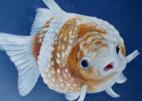 金魚　A4