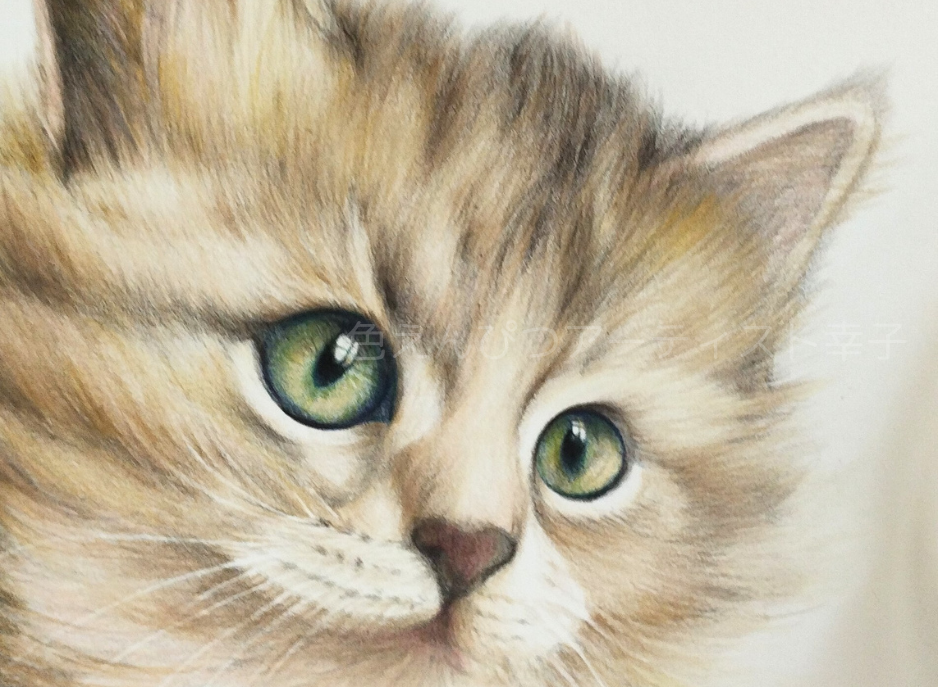 猫の色鉛筆画 B5 | 写真を越える？色鉛筆画