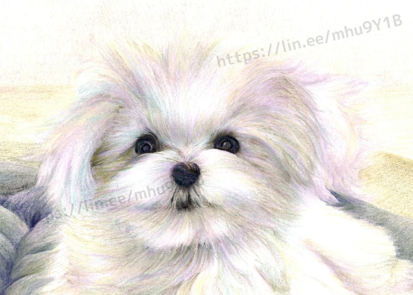 犬、マルチーズ、A4 | 写真を越える？色鉛筆画