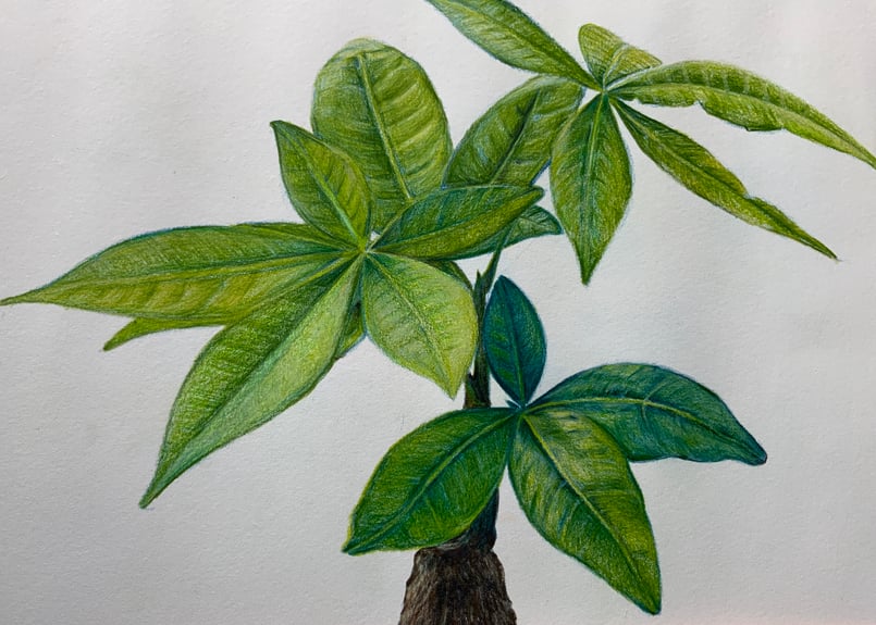 植物画 バキラ A4 | 写真を越える？色鉛筆画