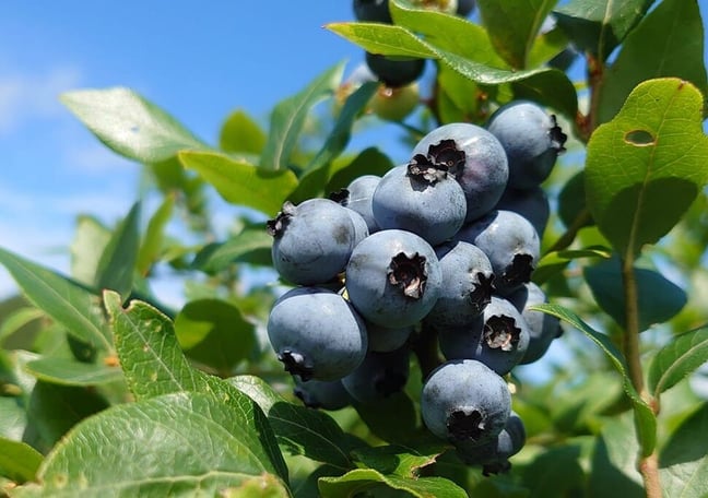 開田高原ブルーベリー