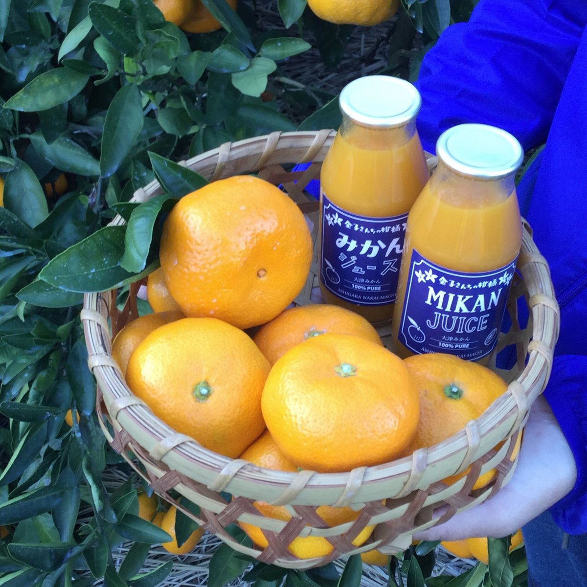 みかん讃歌 大津みかんジュース（180ml）10本 | 里都まちなかいSTORE