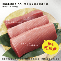 天草産！養殖本まぐろ・中トロ2本 + 赤身1本（900g）たっぷりサイズ