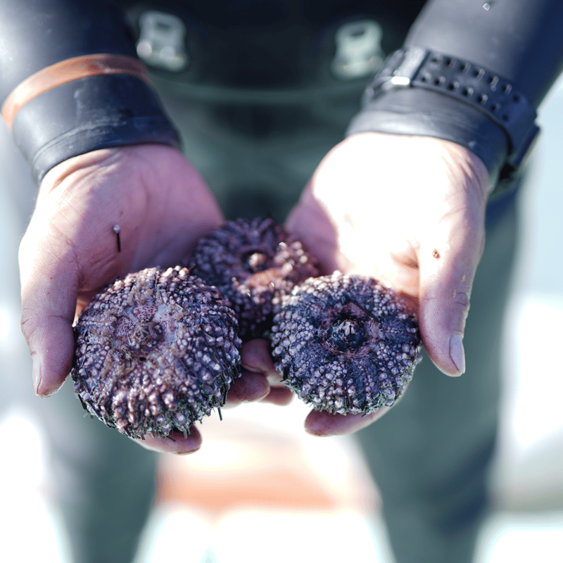 近日販売】熊本牛深直送！生ムラサキウニ100g 今年も販売スタート