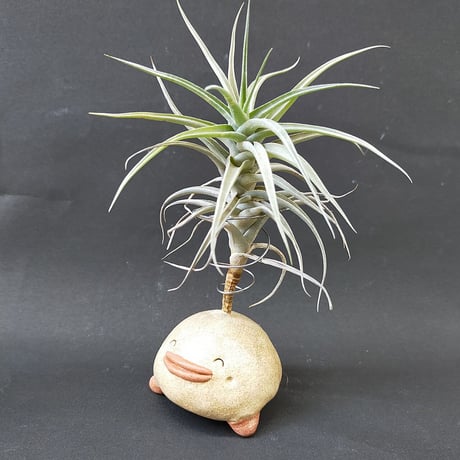 【注文制作品】として復活！エアープランツ用スタンドの土ぼっくり「ぷらんつ君」◆ペン立てにもなりますよー♪