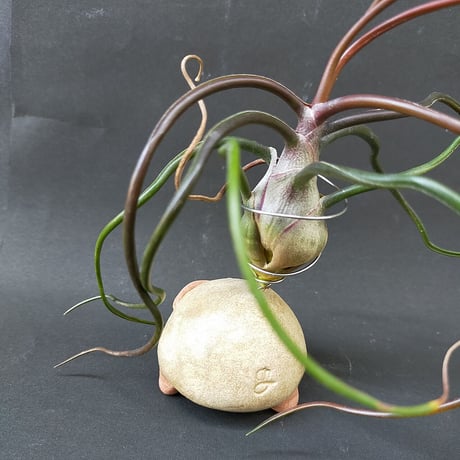 【注文制作品】として復活！エアープランツ用スタンドの土ぼっくり「ぷらんつ君」◆ペン立てにもなりますよー♪