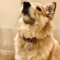 ORIGINAL DOG TAG