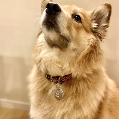 CATEGORY グッズ | HOME STORE