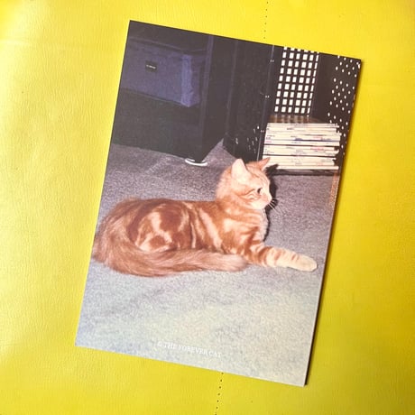 THE FOREVER CAT／ZINE「Catlovers」