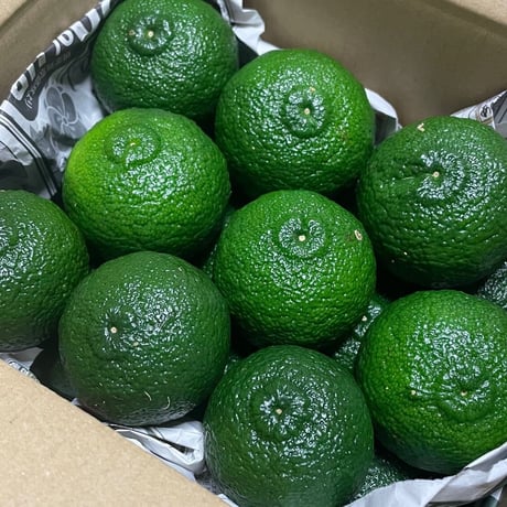 青柚子10kg fit=scale-down,w=1200