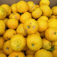 【訳ありお得】香り高い静岡県産ゆず（ゆず風呂、果汁用）　3kg