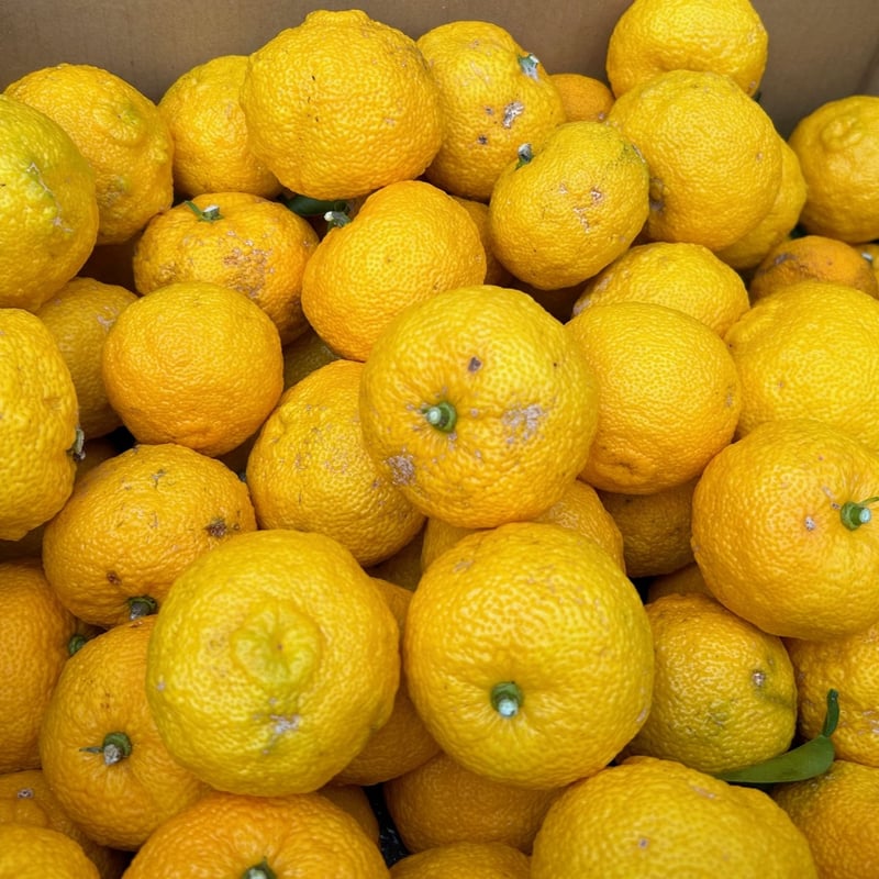 訳ありお得】香り高い静岡県産ゆず（ゆず風呂、果汁用） 1kg | La Yuzu