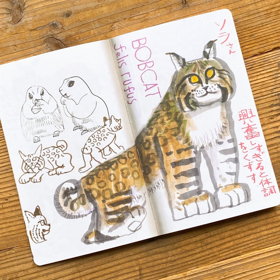 みとうまページ Amazon | キャラクタースリーブ 干物妹!うまるちゃん 橘