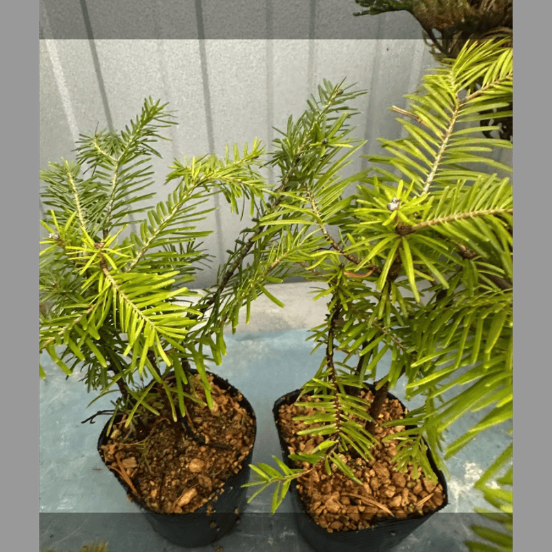 蝦夷トドマツ 苗木　1.4メートル　鉢付き トドマツ、4鉢、草丈15cm前後、9cm鉢 | ワタナベ園芸